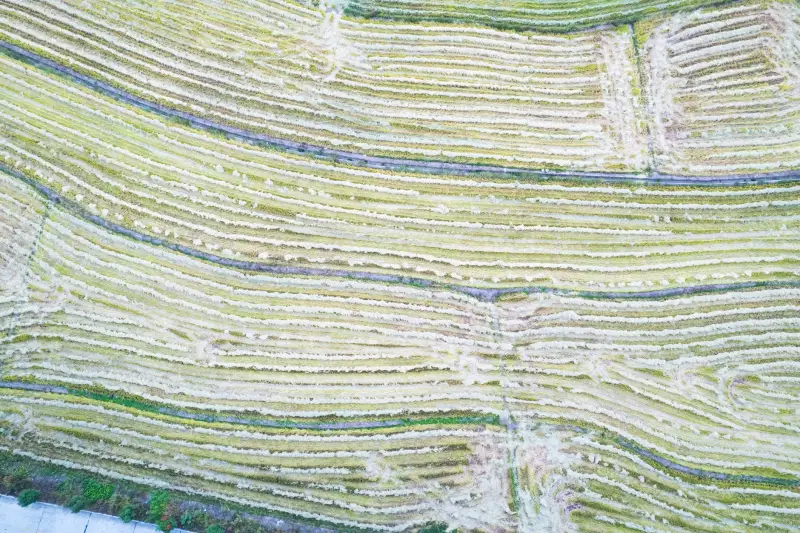 上海铭莜亘餐饮管理：食堂承包与团餐服务的全流程标准化管理解析